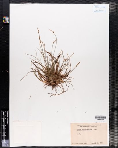 Carex pensylvanica