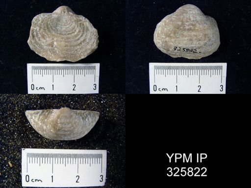 Karavankina fasciatus
