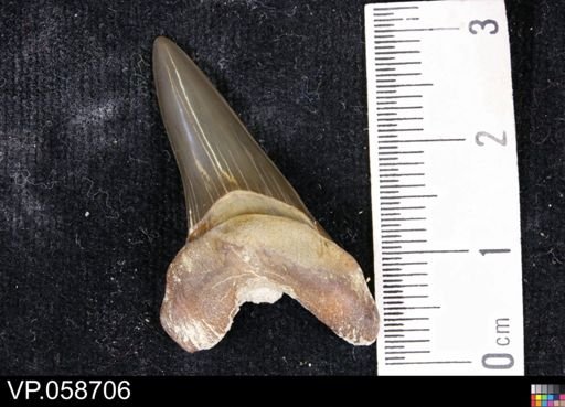 Chondrichthyes