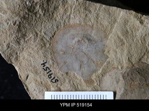 Microschedia sp.