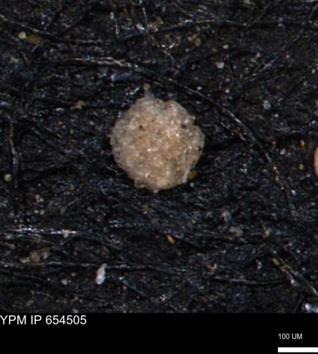Ammobaculites euides