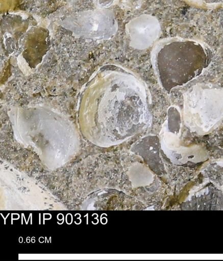 Corbulamella sp.