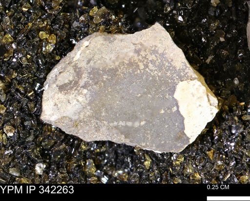undet. Mollusca
