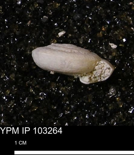 Poecilozonites (Discozonites) reinianus