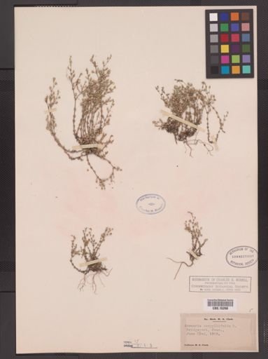 Arenaria serpyllifolia