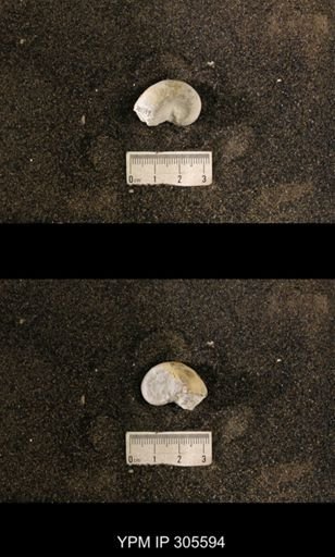 Cyrtolites ornatus