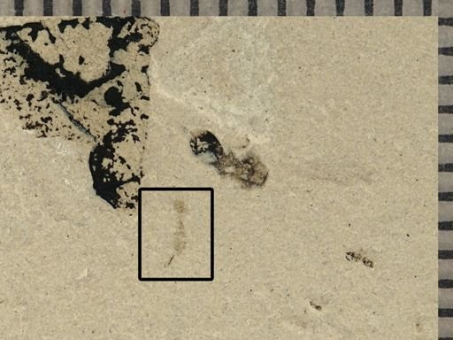 undet. Hymenoptera