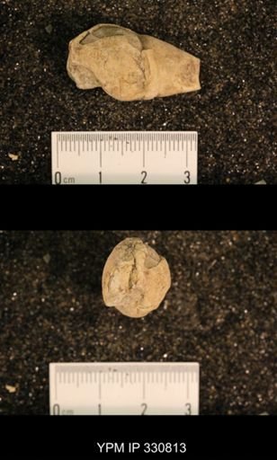 Meekospira peracuta choctawensis