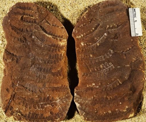 Pecopteris