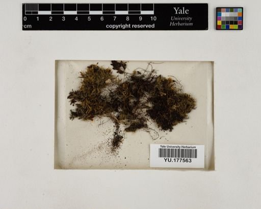 Plantae