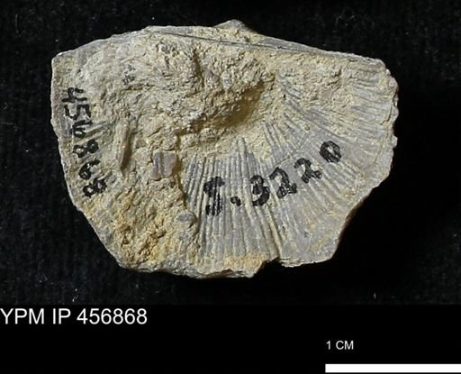 Stropheodonta sp.