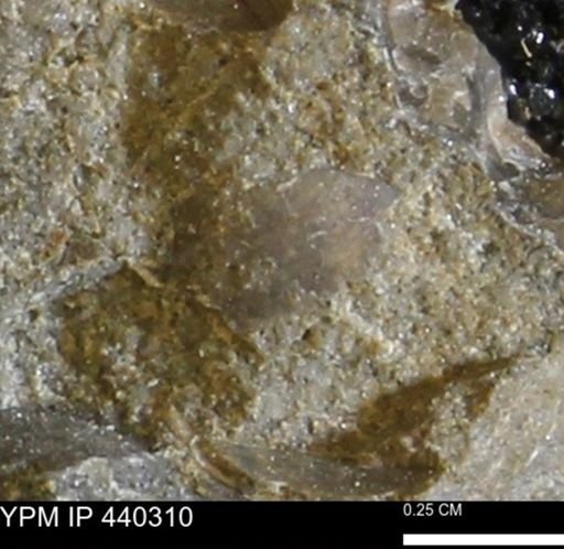 undet. Bivalvia