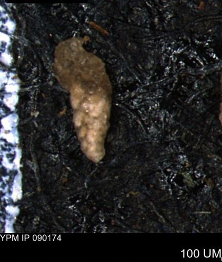 Verneuilina canadensis