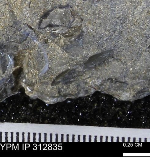 undet. Mollusca