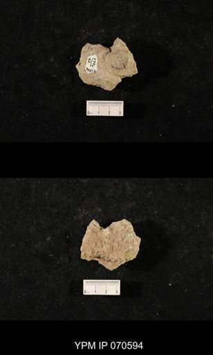 Favosites louisvillensis