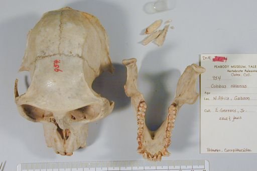 Colobus satanas