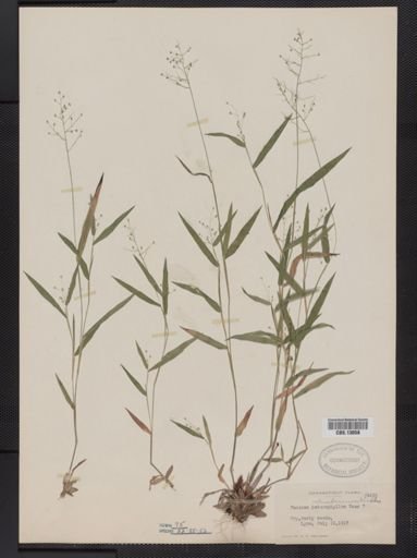 Panicum columbianum