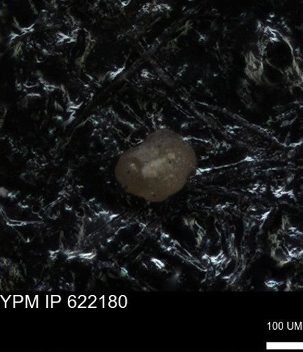 undet. Foraminiferida