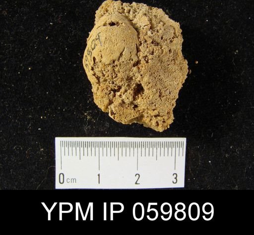 Eatonia peculiaris