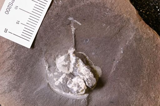 Euproops danae