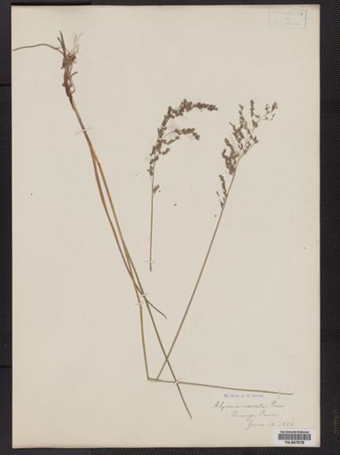 Glyceria striata