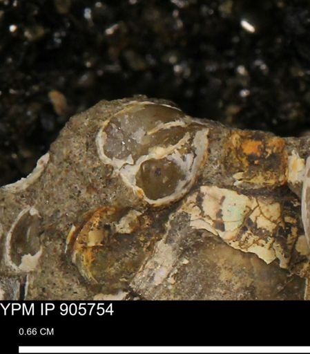 Corbulamella sp.