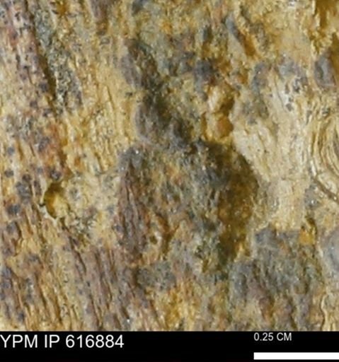 Teredo sp.