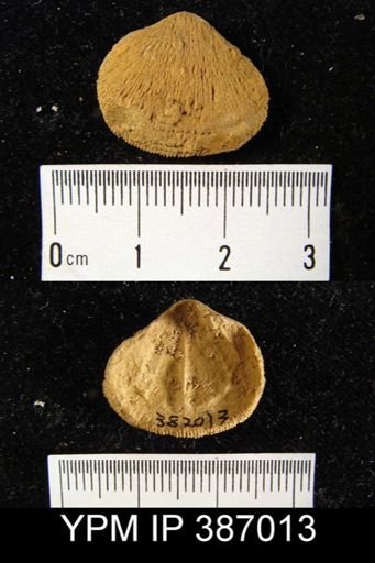 Rhipidomella assimilis