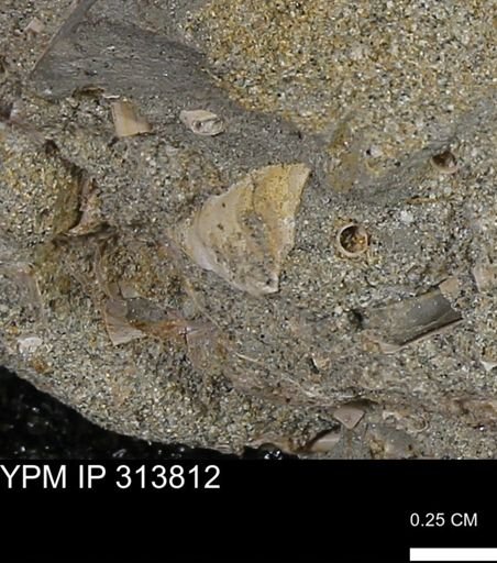 undet. Mollusca