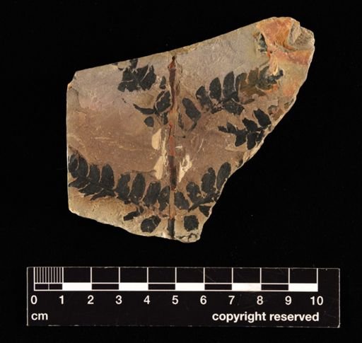 Cladophlebis svedbergii