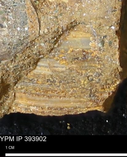 undet. Bivalvia