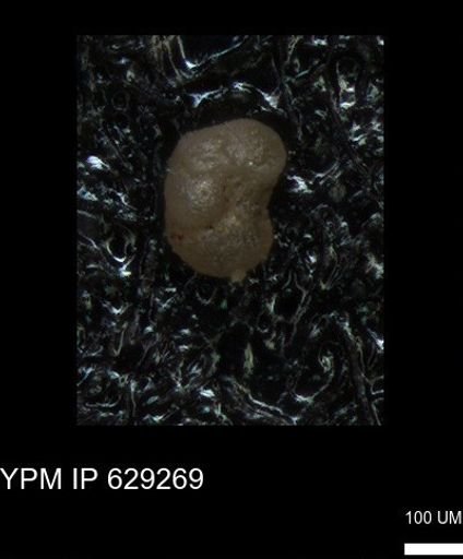 undet. Foraminiferida