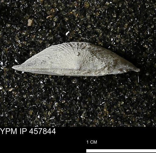 Strophodonta sp.