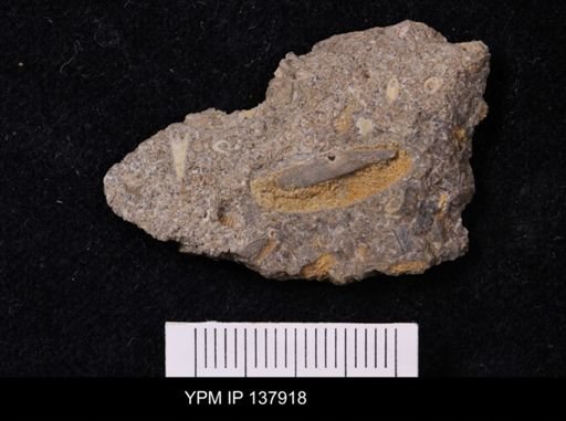Salterella rugosa