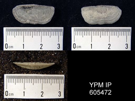 Sowerbyella sp.