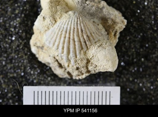 Rhynchotrema capax