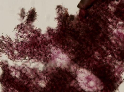 Clathria pennata