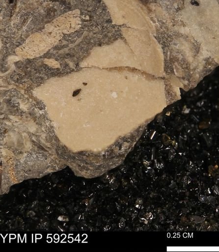 undet. Bivalvia