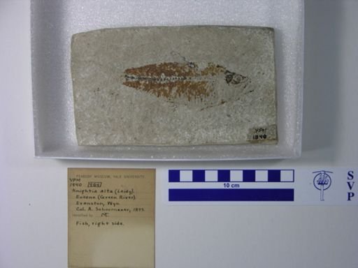 Knightia alta