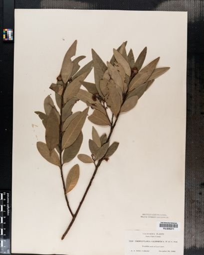 Sassafras