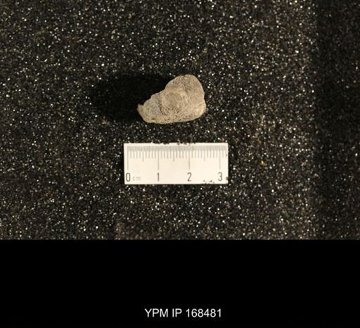 Crania sp.