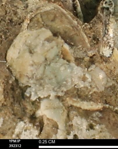 Protocardia subquadrata