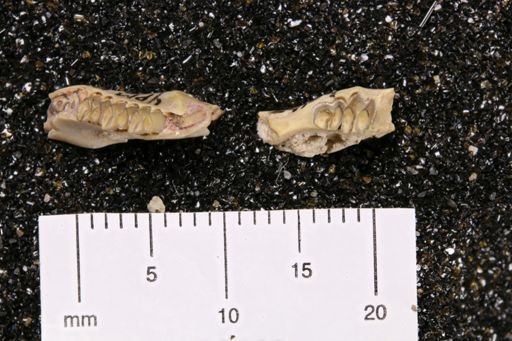 Palaeolagus sp.