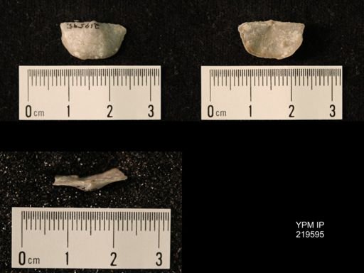 Chonetes granulifer