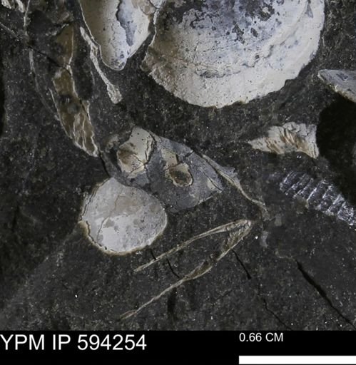 Protocardia sp.