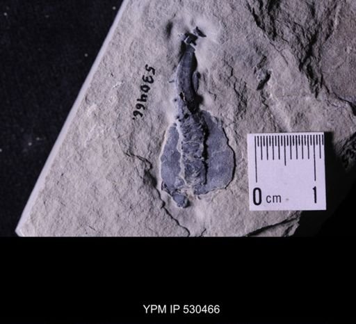 Castericystis vali