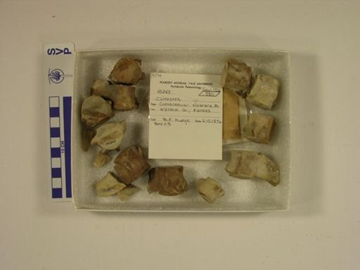 Clidastes sp.