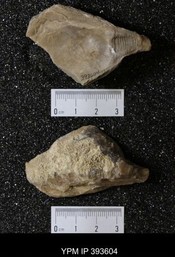 Ostrea glabra