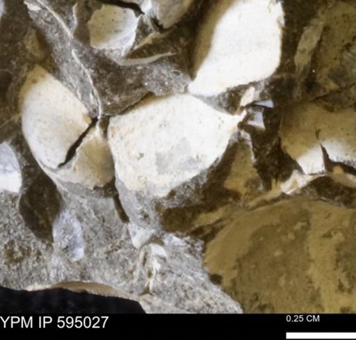 Protocardia sp.
