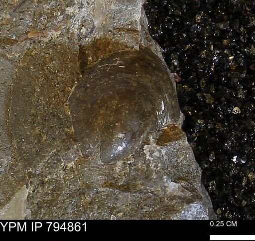 Crenella elegantula